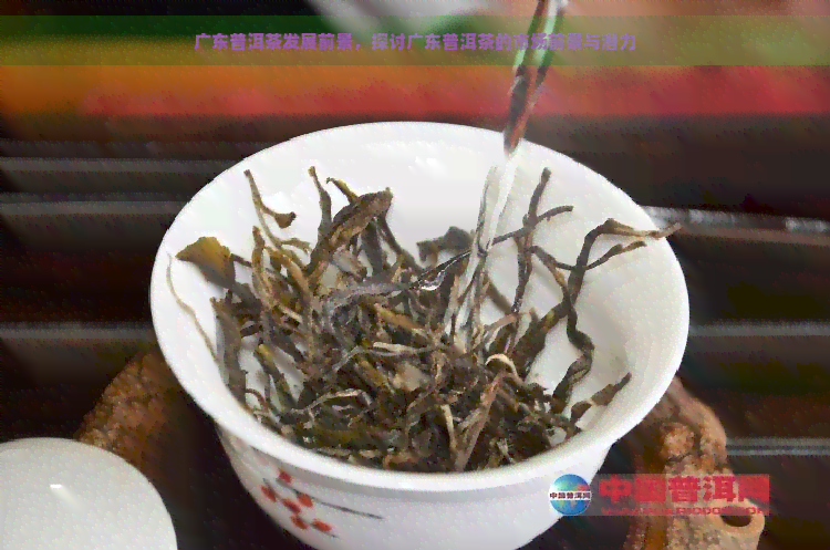 广东普洱茶发展前景，探讨广东普洱茶的市场前景与潜力