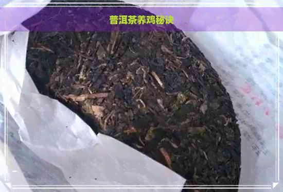 普洱茶养鸡秘诀