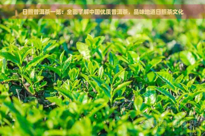 日照普洱茶一览：全面了解中国优质普洱茶，品味地道日照茶文化