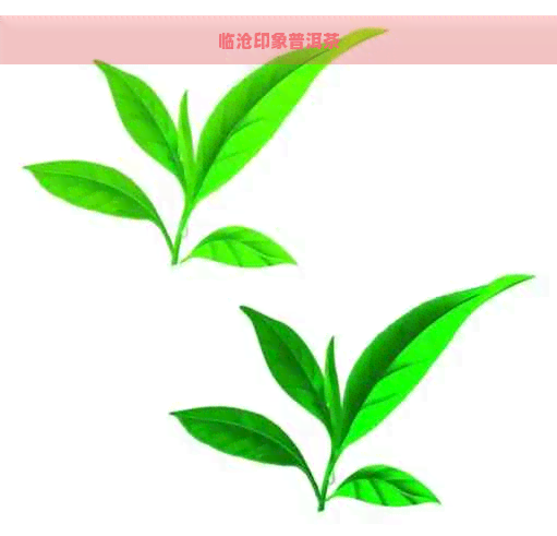 临沧印象普洱茶