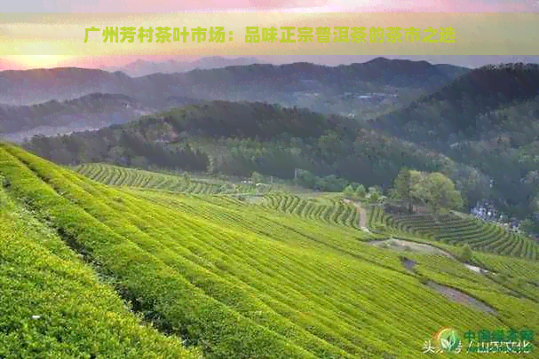 广州芳村茶叶市场：品味正宗普洱茶的茶市之选