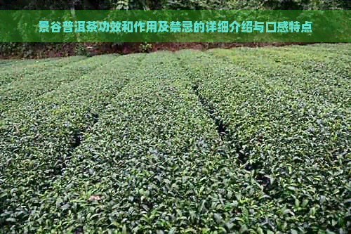 景谷普洱茶功效和作用及禁忌的详细介绍与口感特点