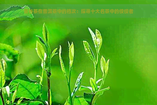 景谷茶在普洱茶中的档次：探寻十大名茶中的佼佼者