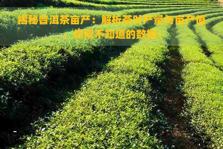 揭秘普洱茶亩产：解析茶叶产量与亩产值，你所不知道的数据！