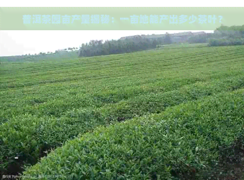 普洱茶园亩产量揭秘：一亩地能产出多少茶叶？