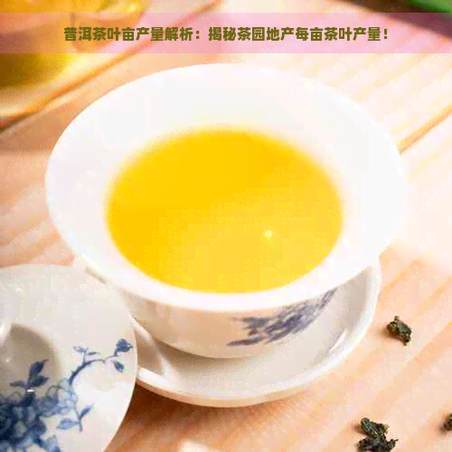 普洱茶叶亩产量解析：揭秘茶园地产每亩茶叶产量！