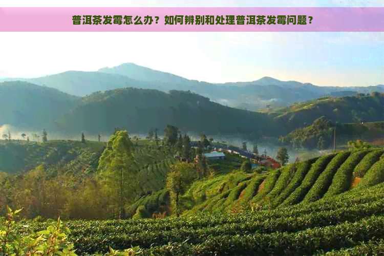 普洱茶发霉怎么办？如何辨别和处理普洱茶发霉问题？