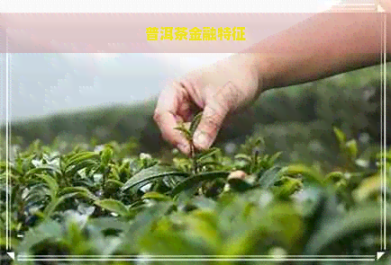 普洱茶金融特征