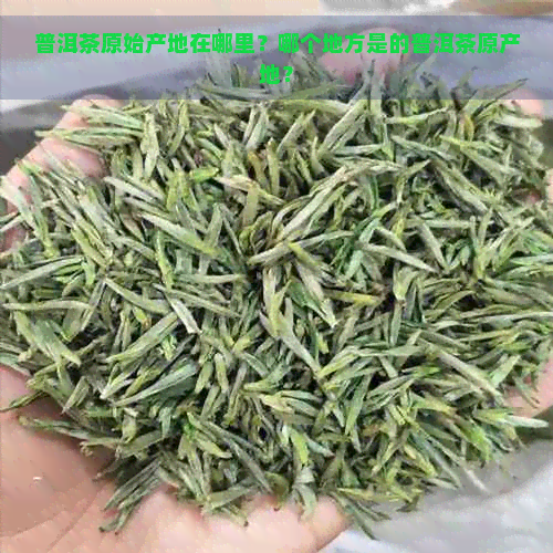 普洱茶原始产地在哪里？哪个地方是的普洱茶原产地？