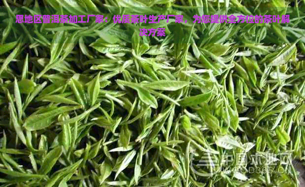 思地区普洱茶加工厂家：优质茶叶生产厂家，为您提供全方位的茶叶解决方案