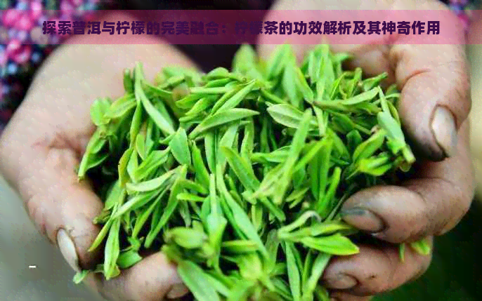 探索普洱与柠檬的完美融合：柠檬茶的功效解析及其神奇作用