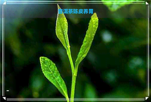 普洱茶陈皮养胃