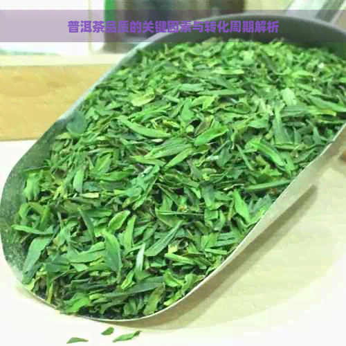 普洱茶品质的关键因素与转化周期解析