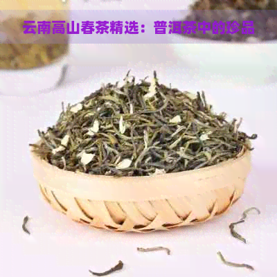 云南高山春茶精选：普洱茶中的珍品