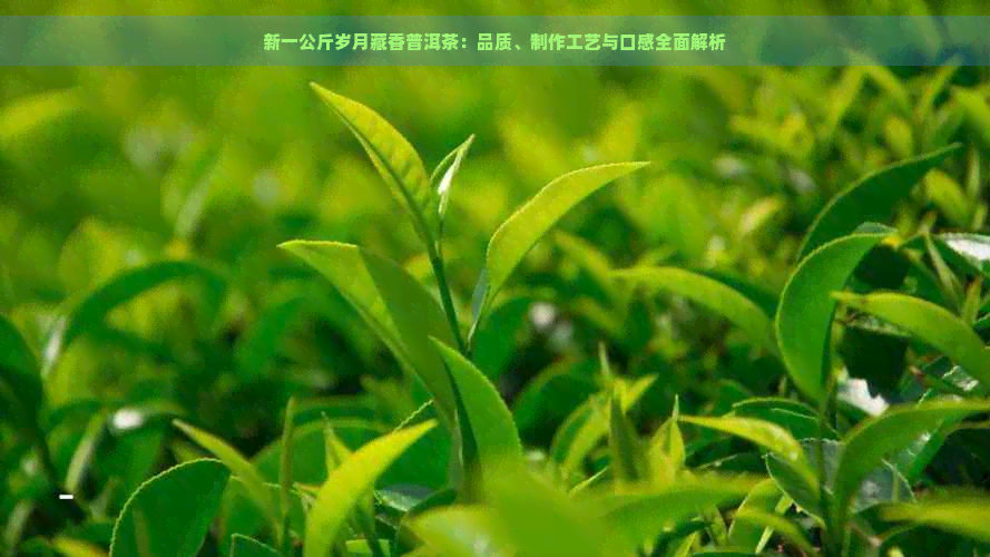 新一公斤岁月藏香普洱茶：品质、制作工艺与口感全面解析