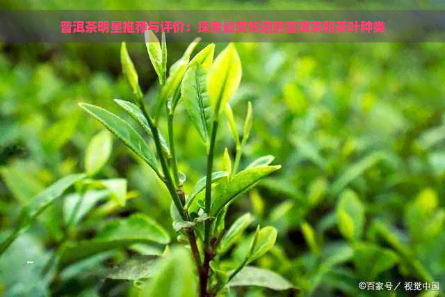 普洱茶明星推荐与评价：探索更受欢迎的普洱茶和茶叶种类