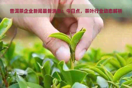 普洱茶企业新闻最新消息：今日点，茶叶行业动态解析