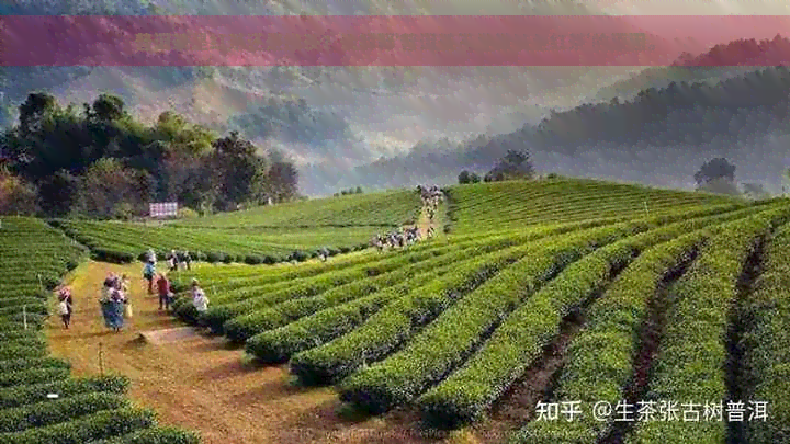 普洱茶是红茶还是绿茶？请解释'普洱茶不是绿茶是红茶'的原因。