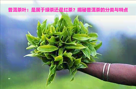 普洱茶叶：是属于绿茶还是红茶？揭秘普洱茶的分类与特点