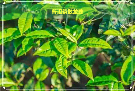 普洱茶散龙珠