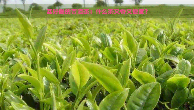 实好喝的普洱茶：什么茶又香又便宜？