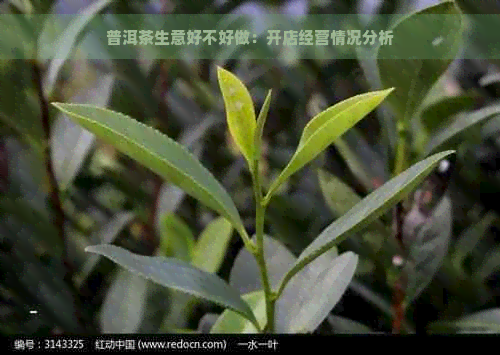 普洱茶生意好不好做：开店经营情况分析