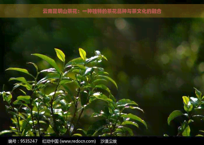 云南昆明山茶花：一种独特的茶花品种与茶文化的融合