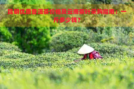 昆明优质普洱茶价格及云南茶叶采购指南：一斤多少钱？