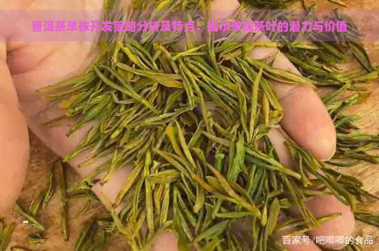 普洱茶单株开发策略分析及特点：揭示单株茶叶的潜力与价值