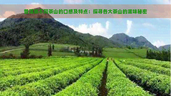 普洱茶不同茶山的口感及特点：探寻各大茶山的滋味秘密