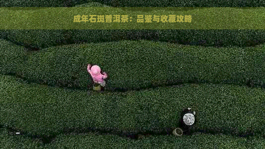 成年石斑普洱茶：品鉴与收藏攻略