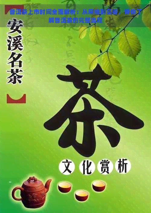 普洱茶上市时间全面解析：从采摘到品鉴，带你了解普洱茶的完整流程