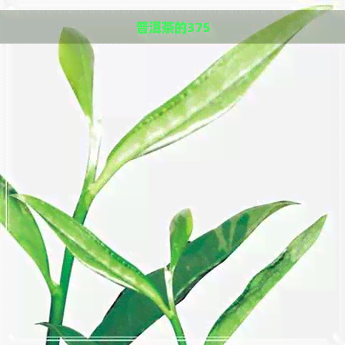 普洱茶的375