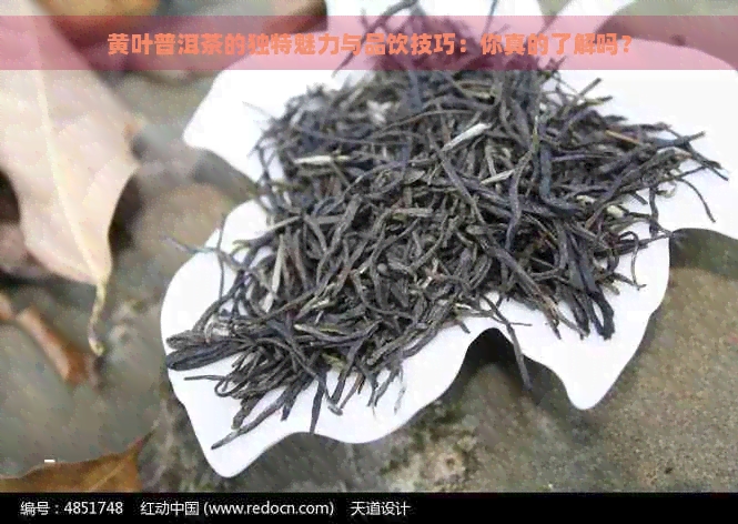 黄叶普洱茶的独特魅力与品饮技巧：你真的了解吗？