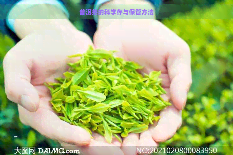 普洱茶的科学存与保管方法