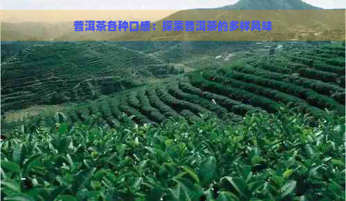 普洱茶各种口感：探索普洱茶的多样风味