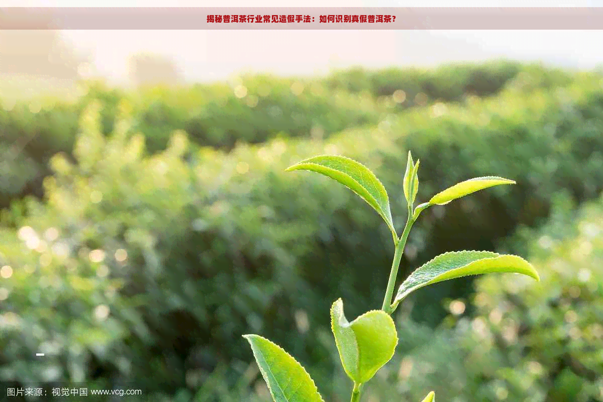 揭秘普洱茶行业常见造假手法：如何识别真假普洱茶？