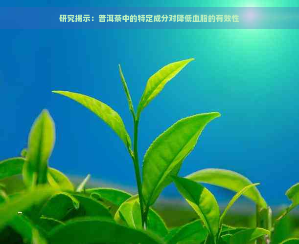 研究揭示：普洱茶中的特定成分对降低血脂的有效性