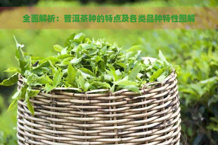 全面解析：普洱茶种的特点及各类品种特性图解