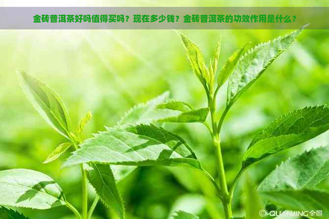 金砖普洱茶好吗值得买吗？现在多少钱？金砖普洱茶的功效作用是什么？