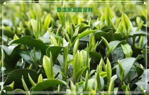 普洱茶发霉没有