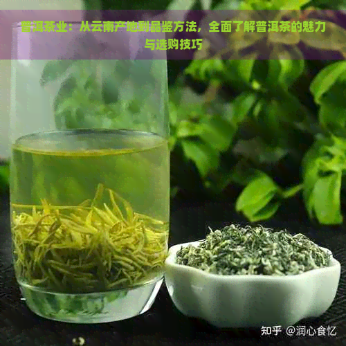 普洱茶业：从云南产地到品鉴方法，全面了解普洱茶的魅力与选购技巧