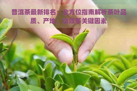 普洱茶最新排名：全方位指南解析茶叶品质、产地、功效等关键因素