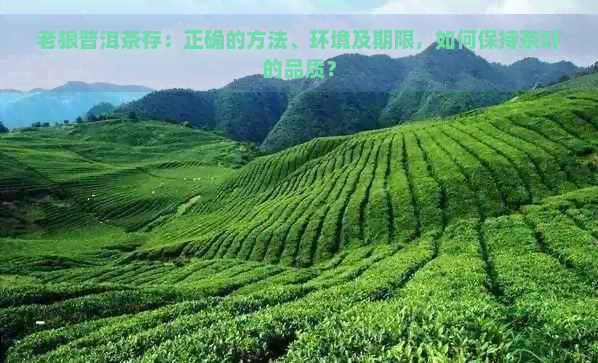 老狼普洱茶存：正确的方法、环境及期限，如何保持茶叶的品质？