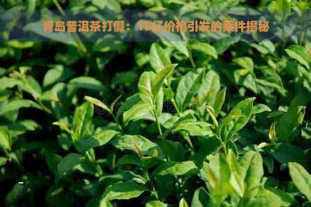 青岛普洱茶打假：18亿价格引发的案件揭秘