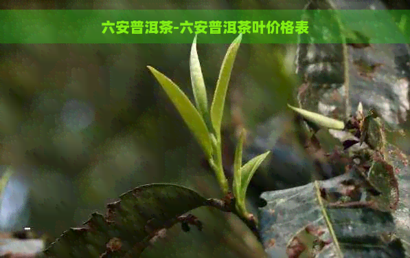 六安普洱茶-六安普洱茶叶价格表