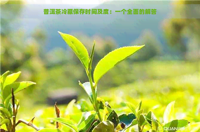 普洱茶冷藏保存时间及度：一个全面的解答