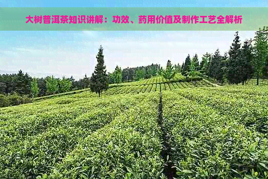 大树普洱茶知识讲解：功效、药用价值及制作工艺全解析