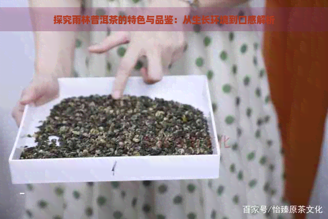 探究雨林普洱茶的特色与品鉴：从生长环境到口感解析