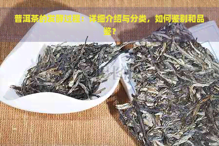 普洱茶的发酵过程：详细介绍与分类，如何鉴别和品鉴？